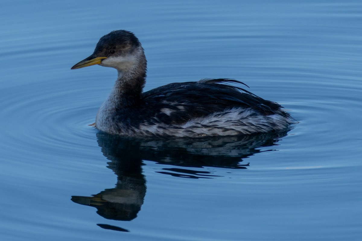 Red-necked Grebe - ML645832448