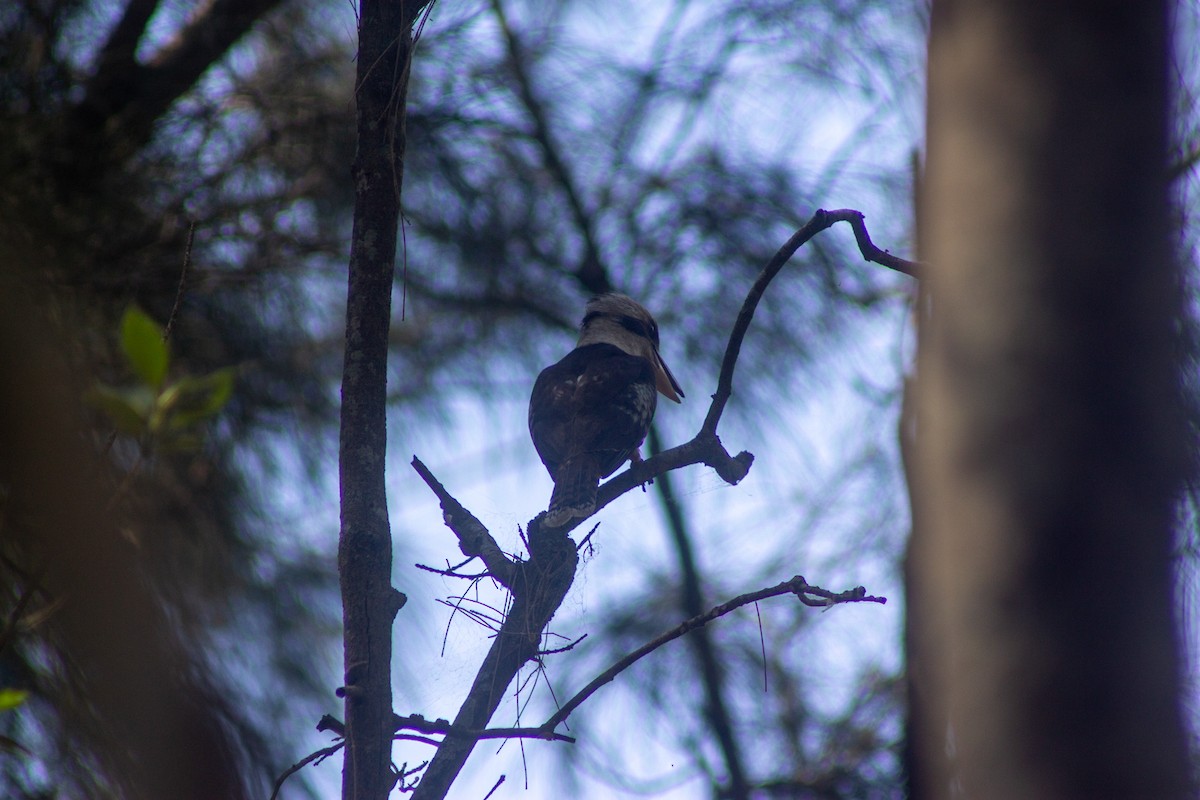 Laughing Kookaburra - ML645832450