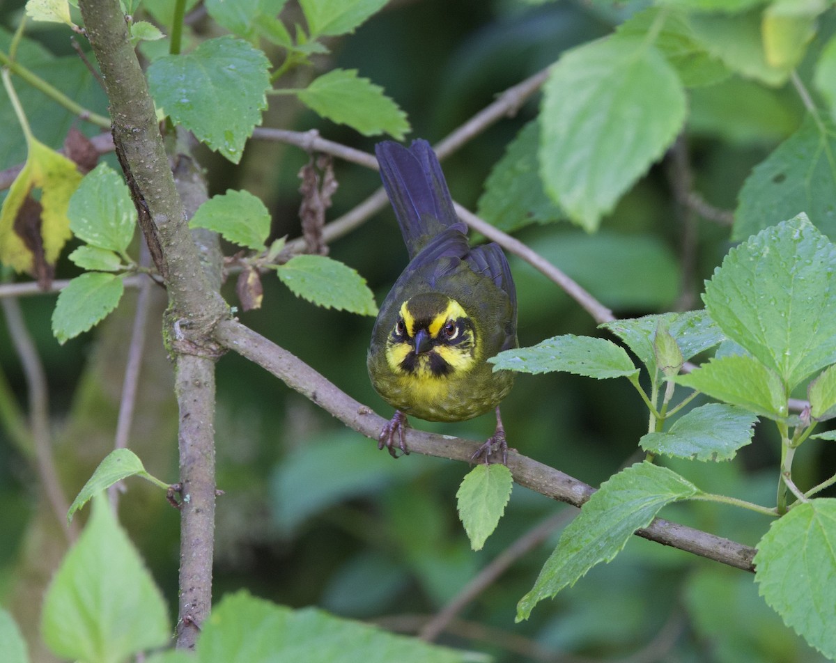 Yellow-striped Brushfinch - ML645832451