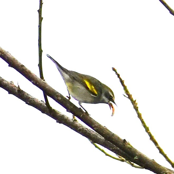 סבכון זהוב-כנף - ML645832452