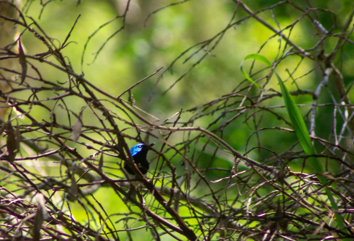 Variegated Fairywren - ML645832453