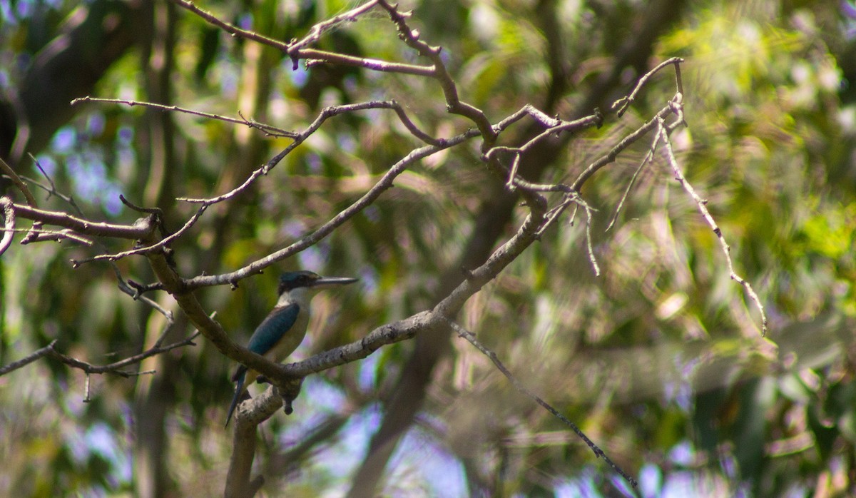 Sacred Kingfisher - ML645832461