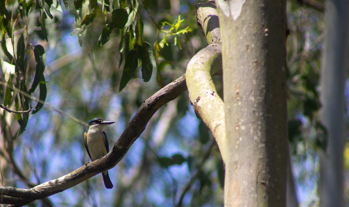 Sacred Kingfisher - ML645832462