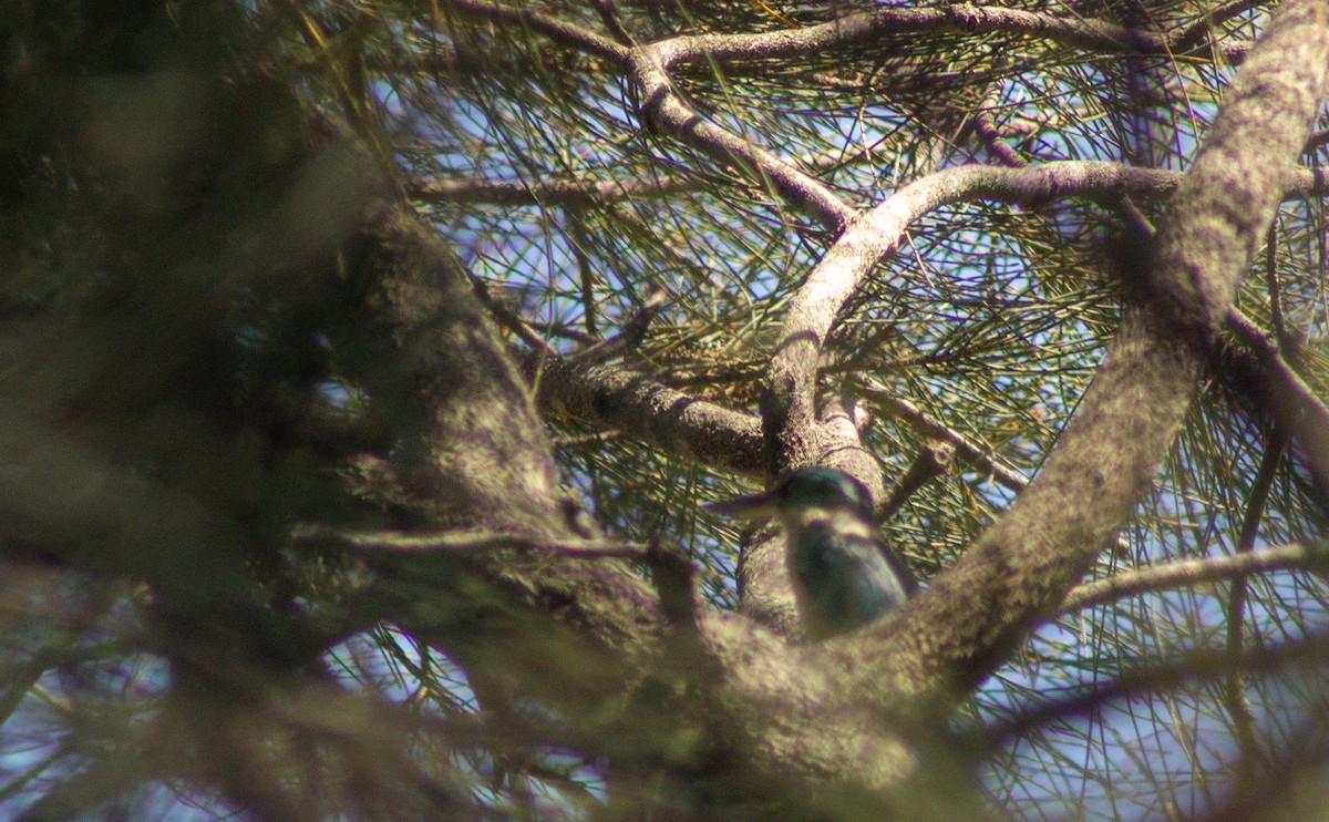 Sacred Kingfisher - ML645832463