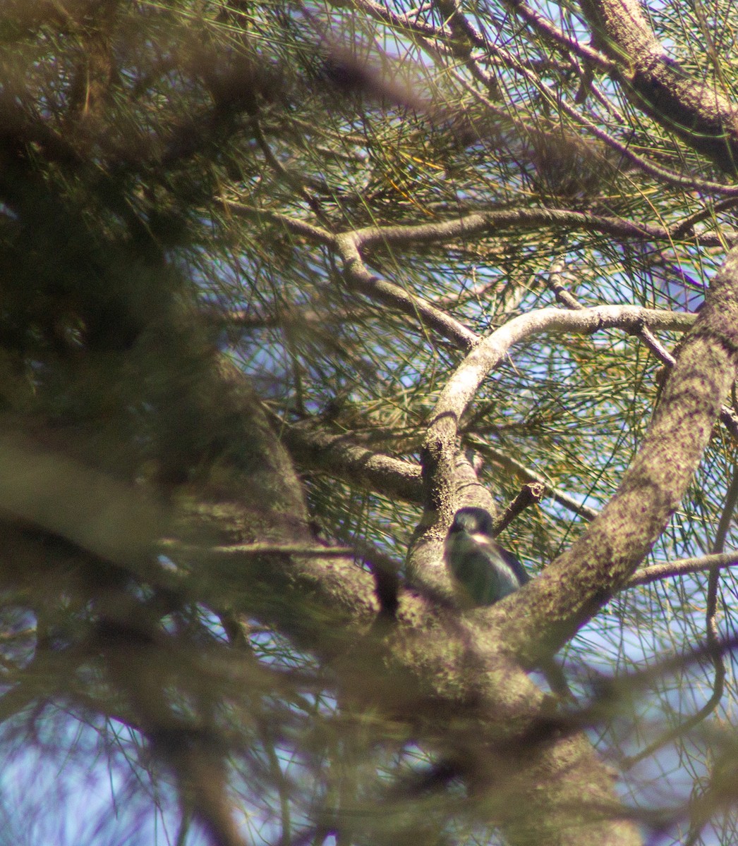 Sacred Kingfisher - ML645832464