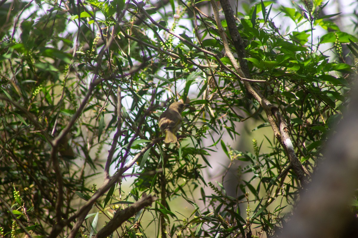 Brown Honeyeater - ML645832467