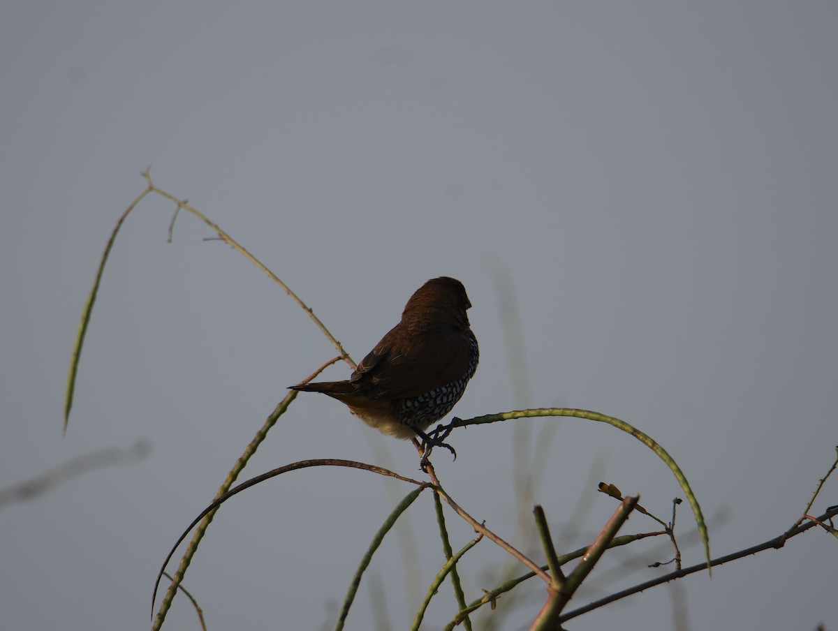 מוניה מפוספסת-חזה - ML645832468