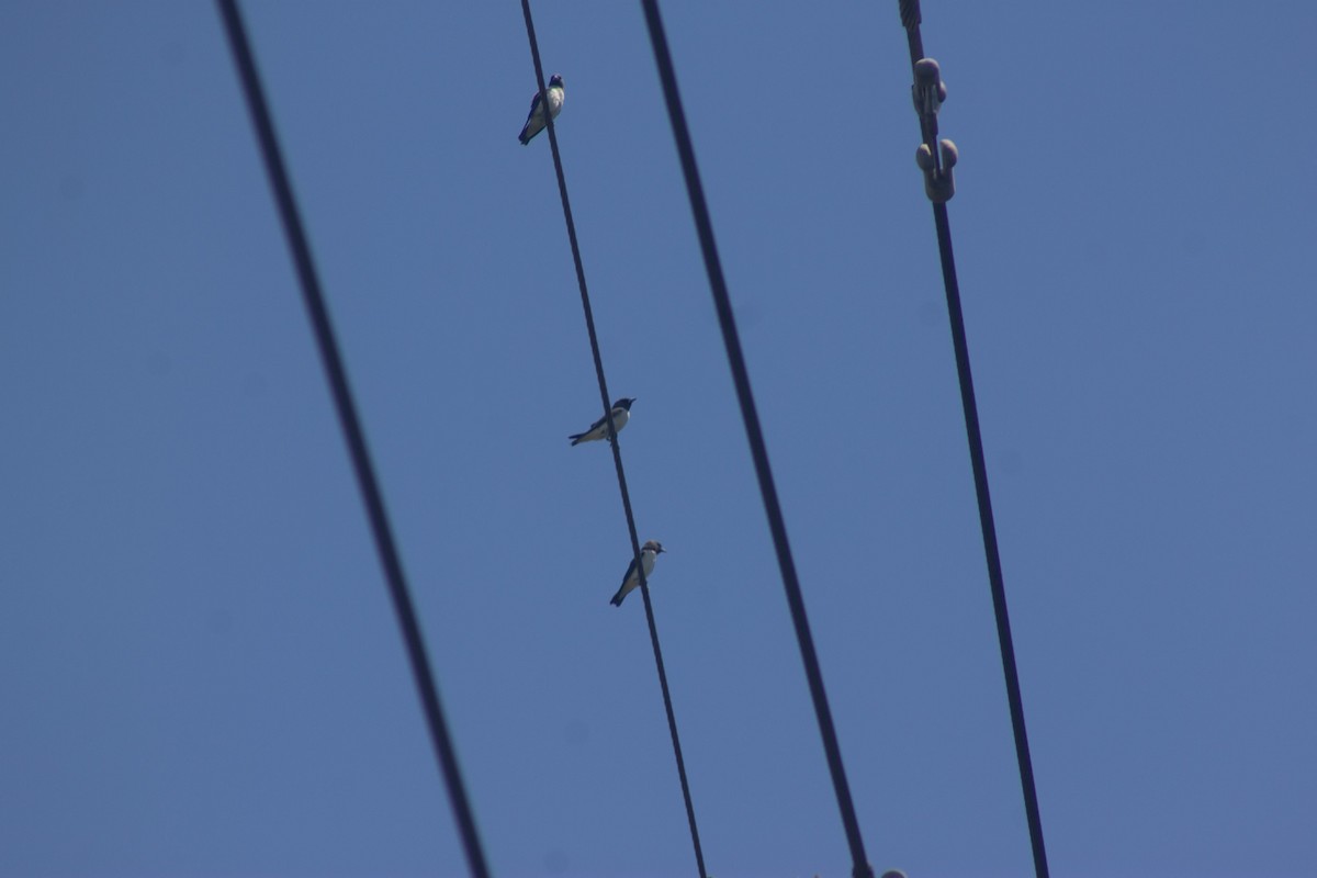White-breasted Woodswallow - ML645832470