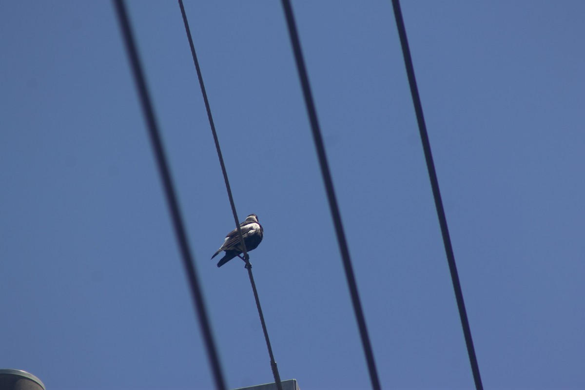 Australian Magpie - ML645832473