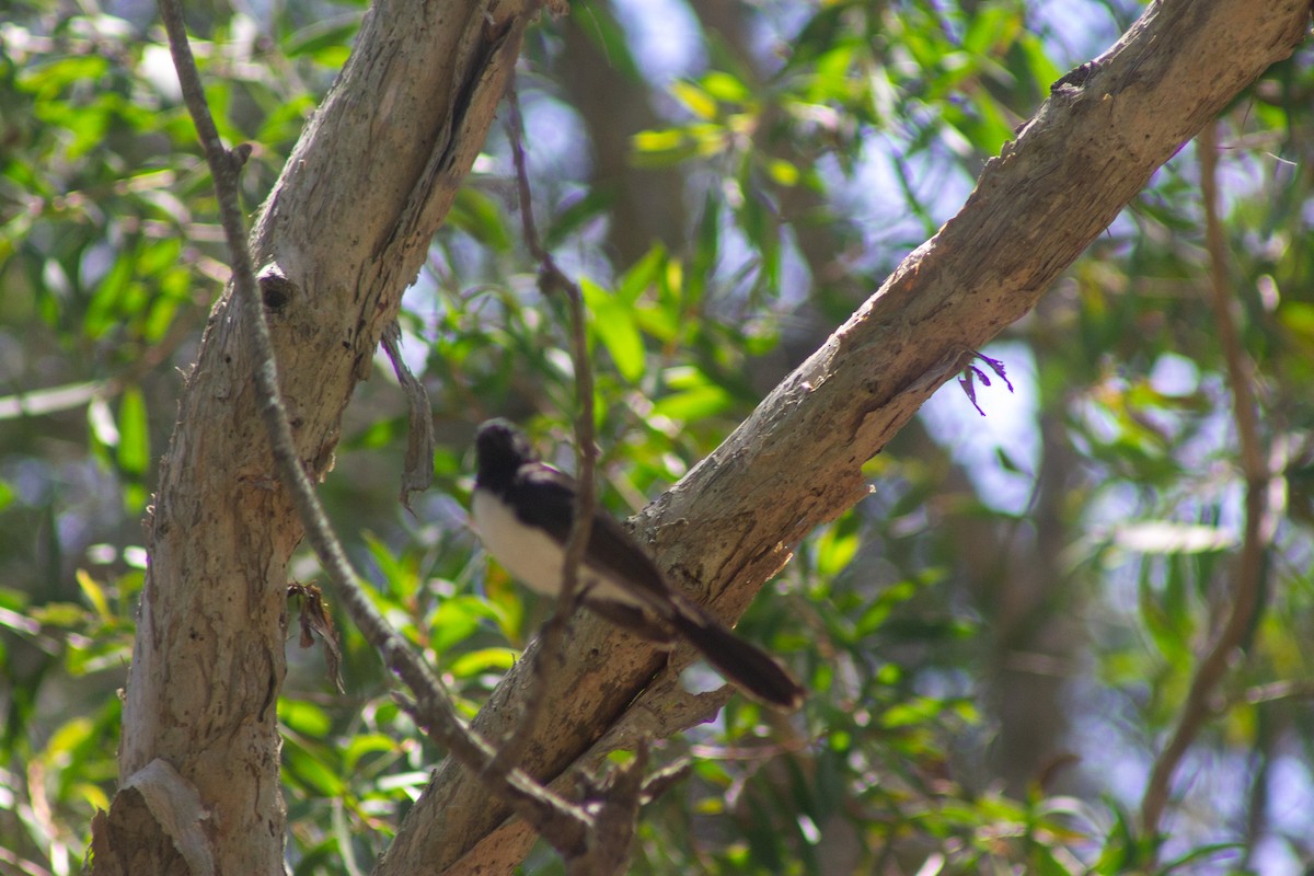 Willie-wagtail - ML645832474