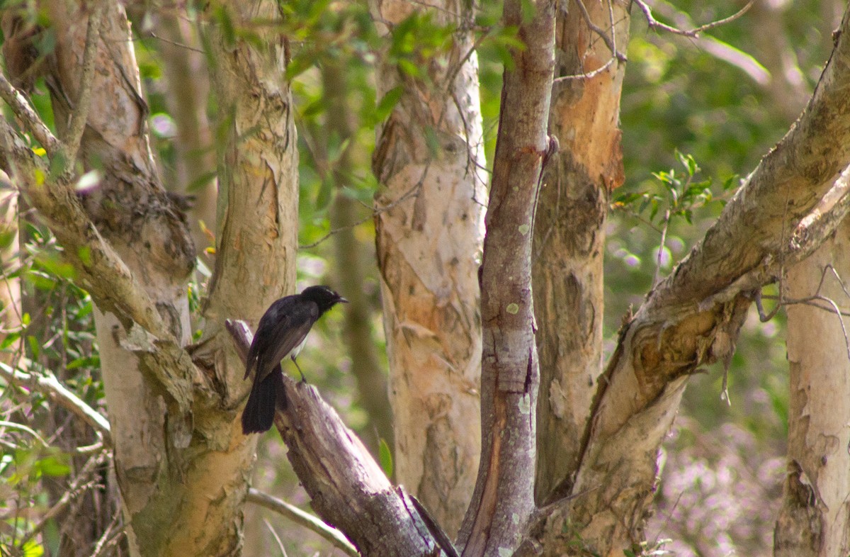Willie-wagtail - ML645832475