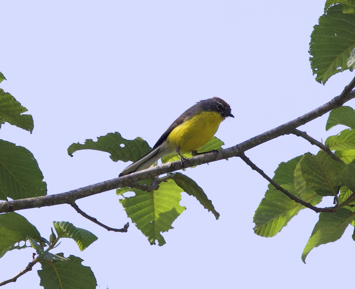 Brown-capped Redstart - ML645832476