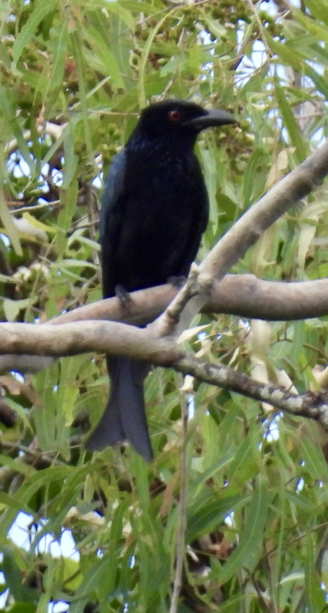 Spangled Drongo - ML645832477