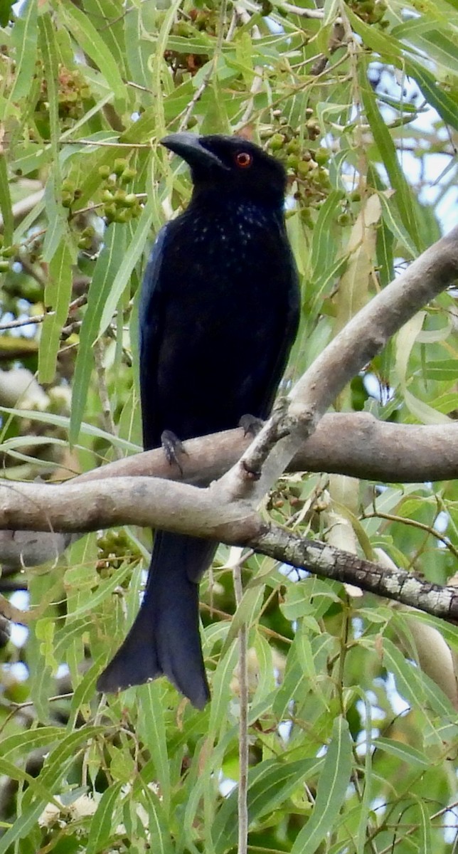 Spangled Drongo - ML645832478
