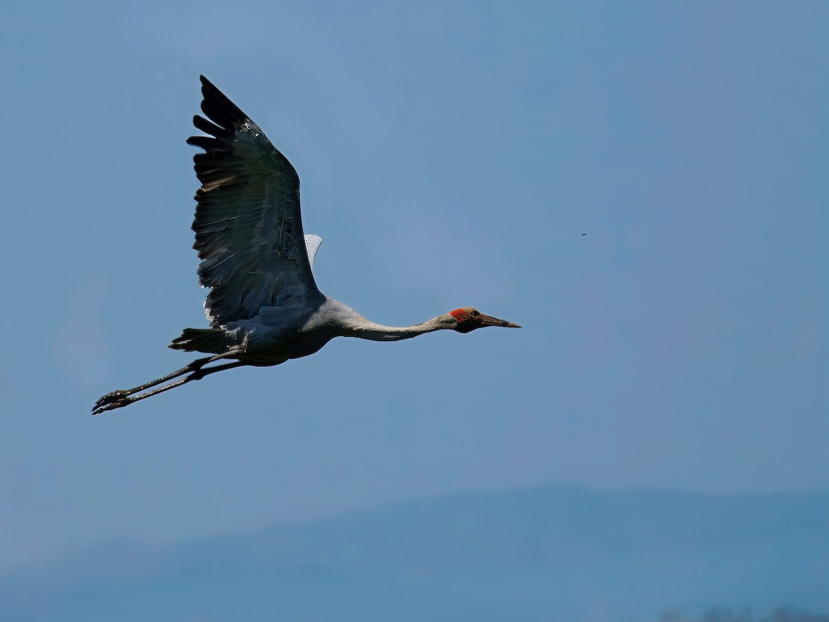Brolga - ML645832482