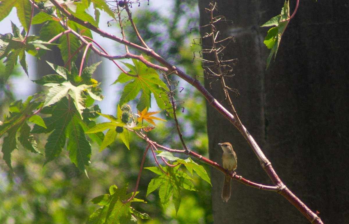 Tawny Grassbird - ML645832483