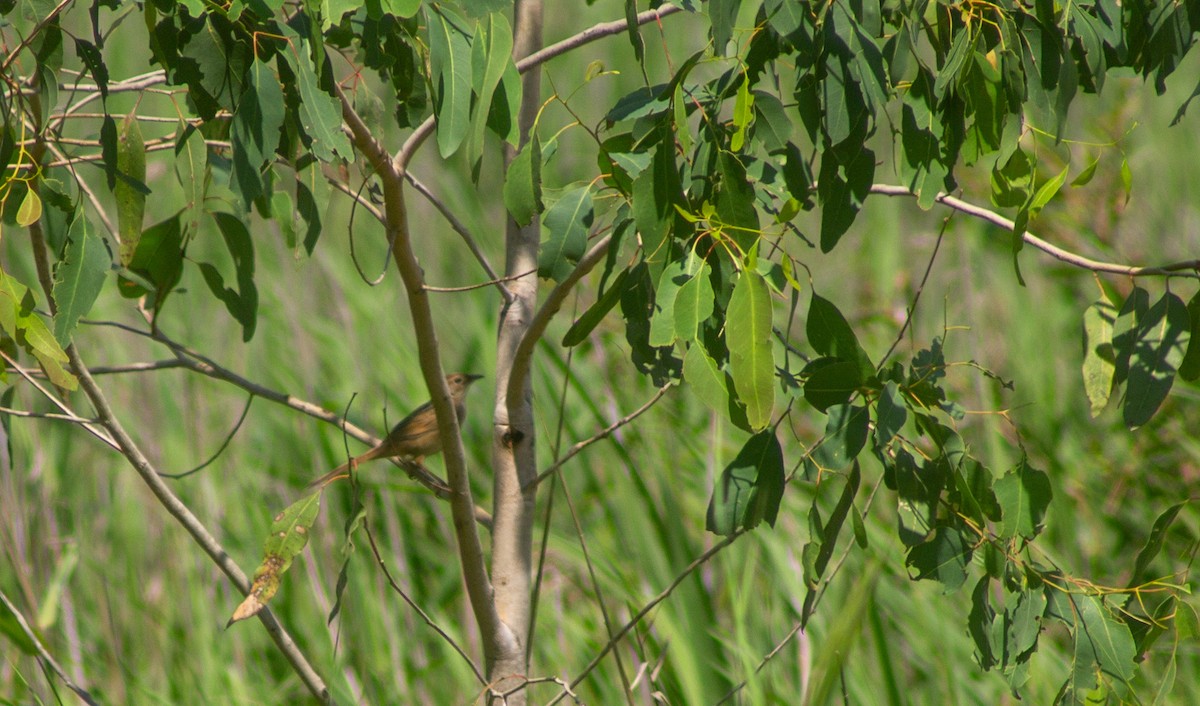 Tawny Grassbird - ML645832484
