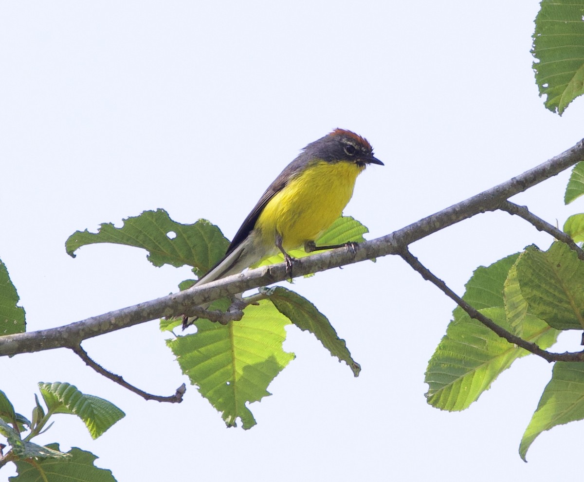 Brown-capped Redstart - ML645832485