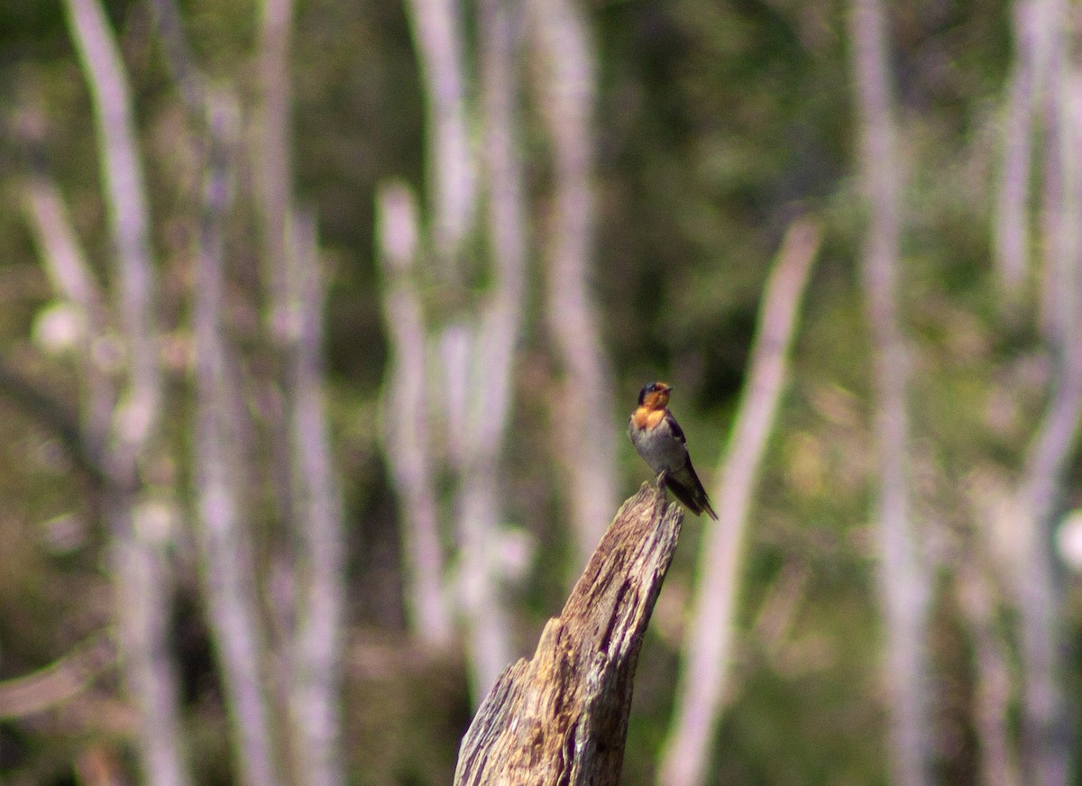 Welcome Swallow - ML645832486