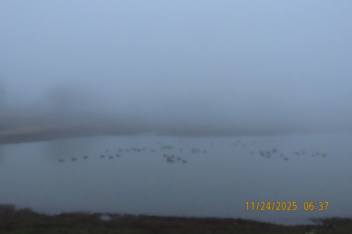 Canada Goose - ML645832487