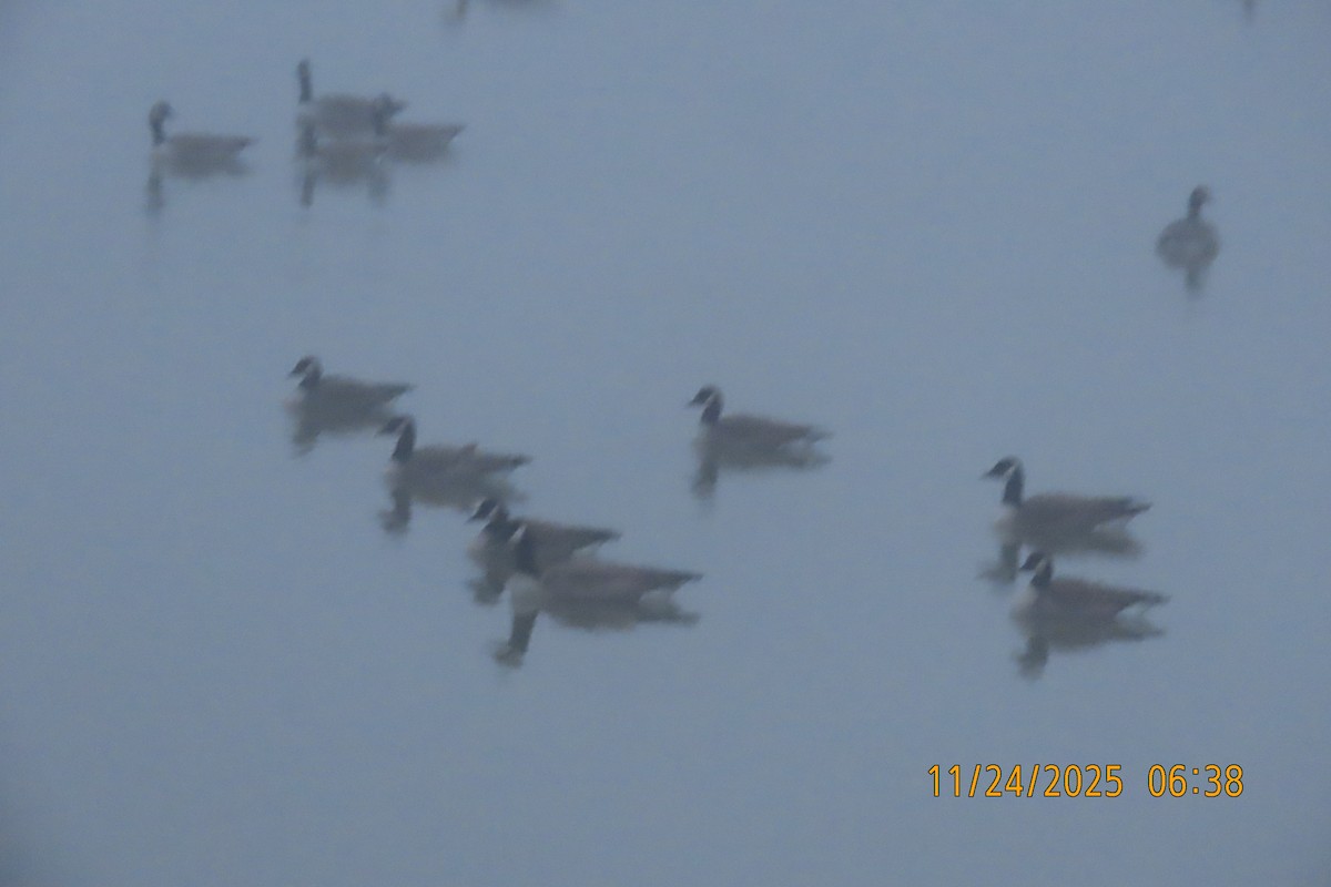 Canada Goose - ML645832488