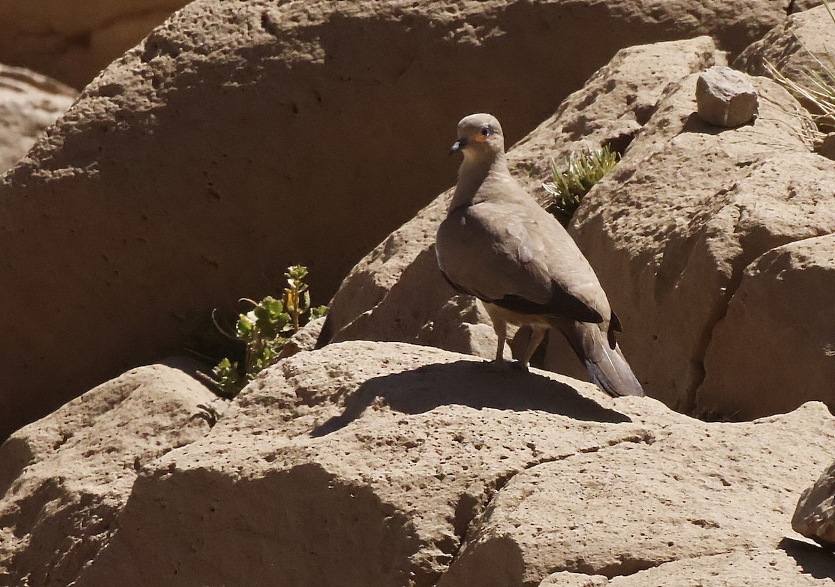 Black-winged Ground Dove - ML645832489