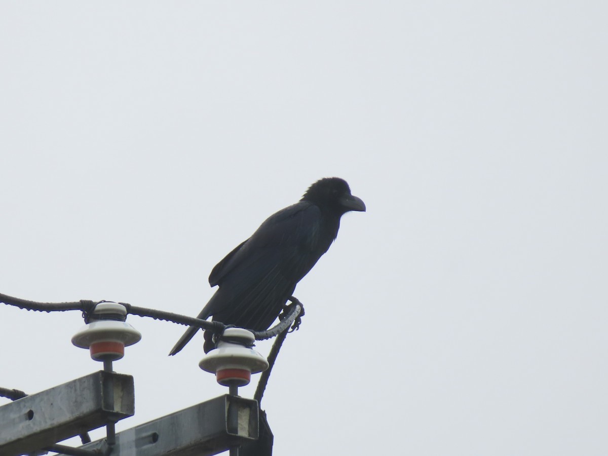 Large-billed Crow - ML645832491