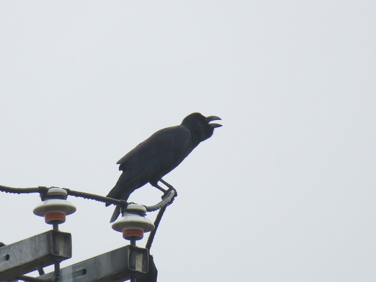 Large-billed Crow - ML645832492