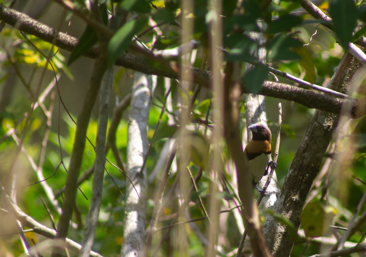 Chestnut-breasted Munia - ML645832493