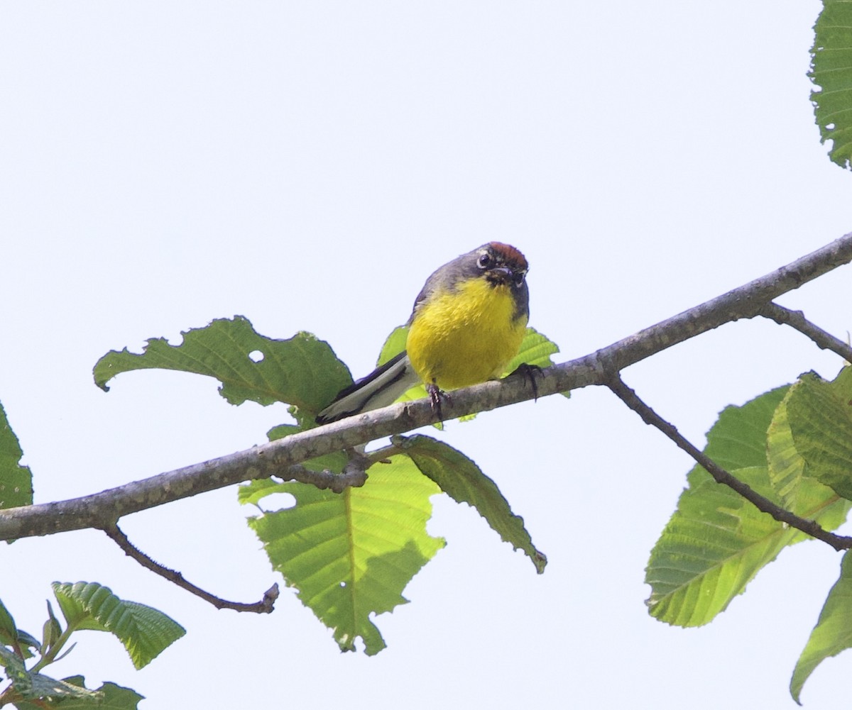 Brown-capped Redstart - ML645832494