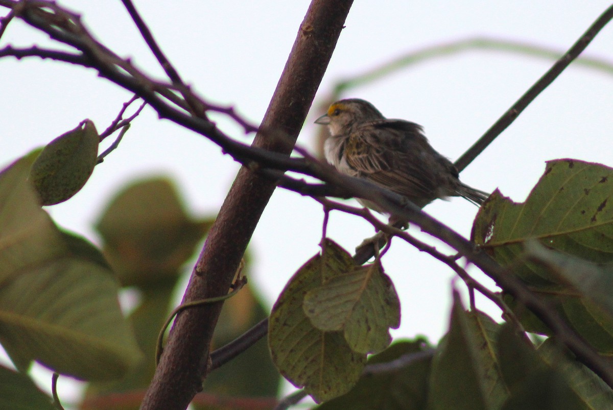 Grassland Sparrow - ML645832495
