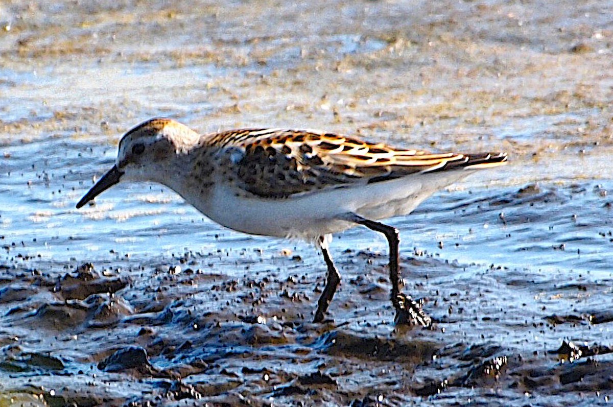 Little Stint - ML645832496