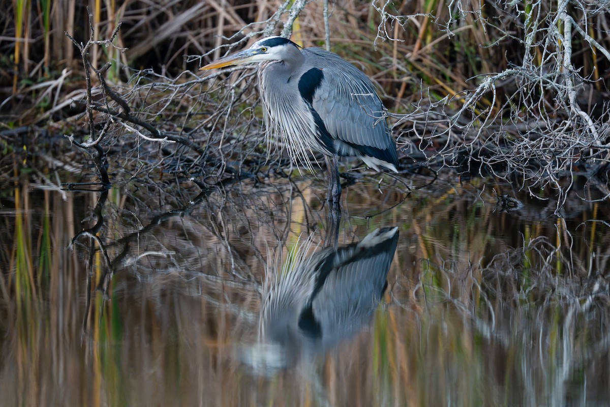 Great Blue Heron - ML645832497
