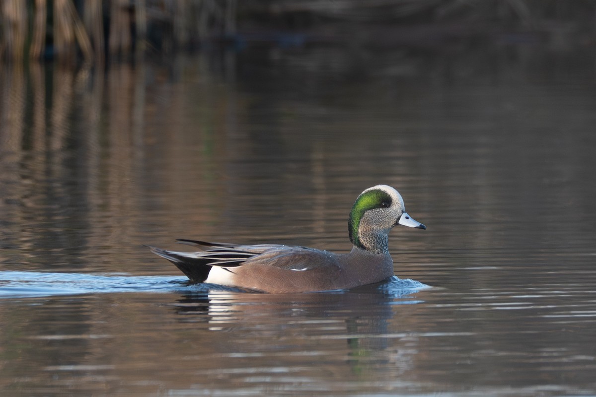 American Wigeon - ML645832498