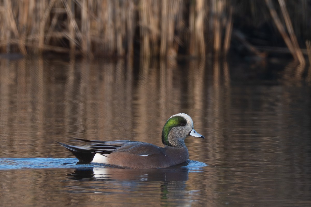 American Wigeon - ML645832499