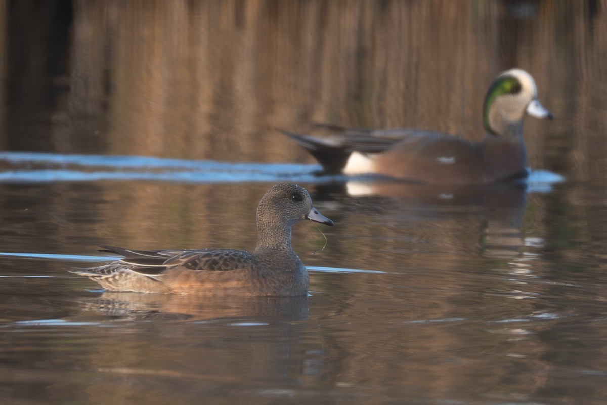 American Wigeon - ML645832501