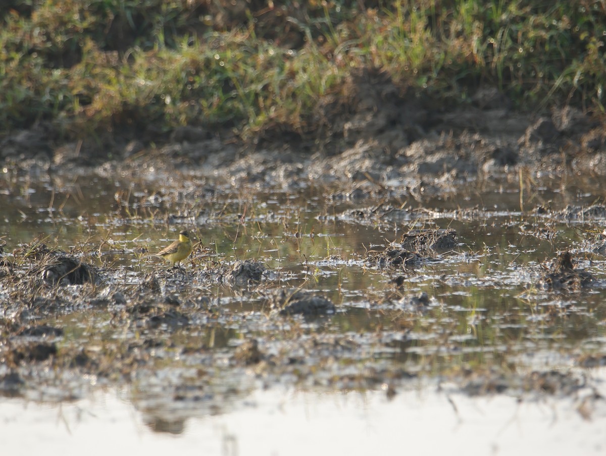 Western Yellow Wagtail - ML645832502