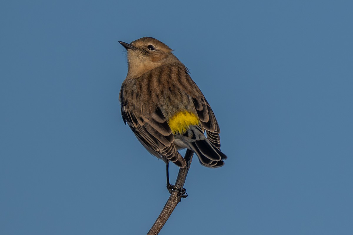 Yellow-rumped Warbler - ML645832503