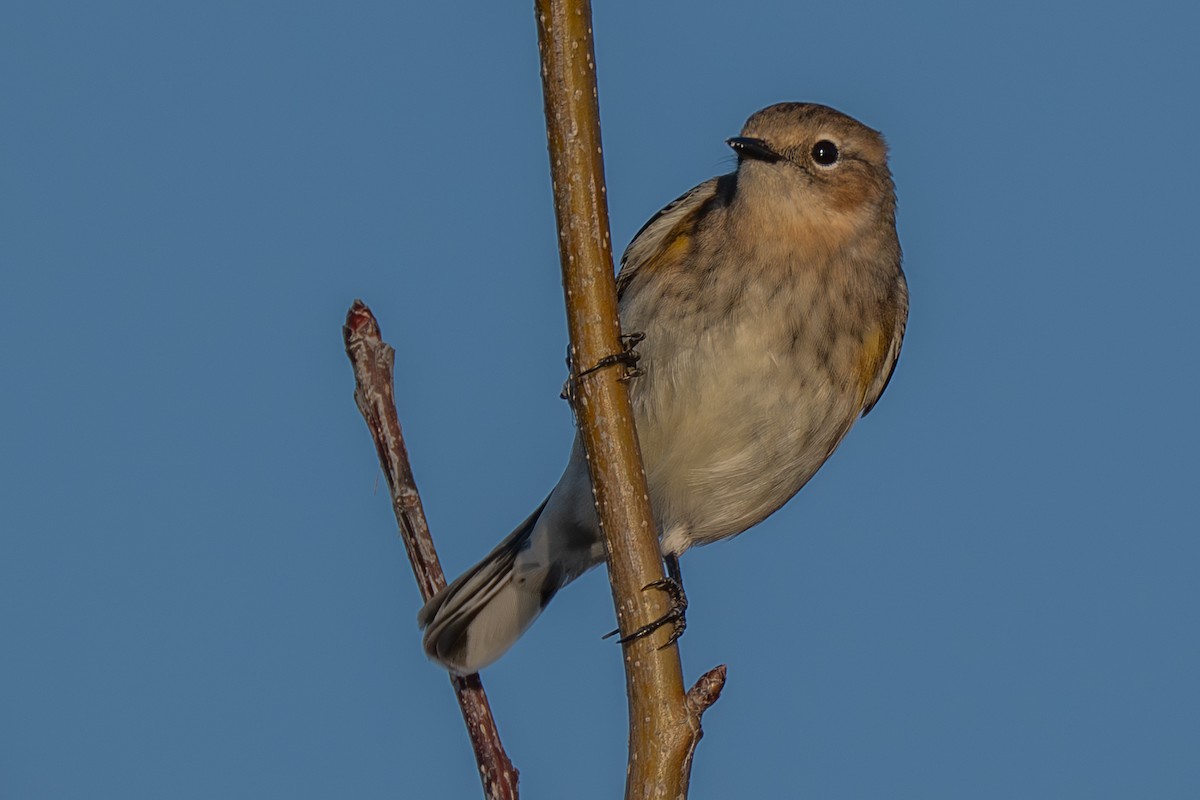 Yellow-rumped Warbler - ML645832506