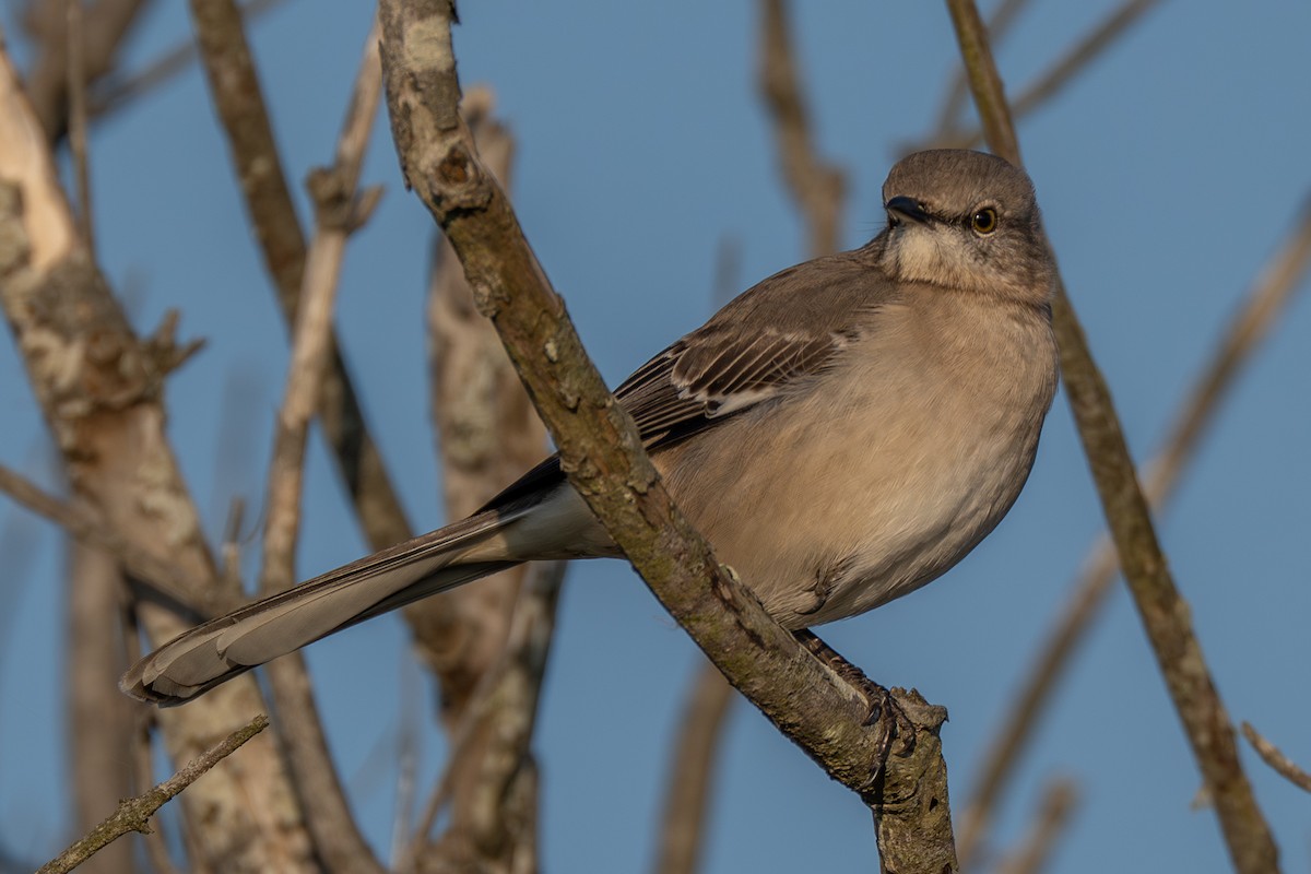 Northern Mockingbird - ML645832507