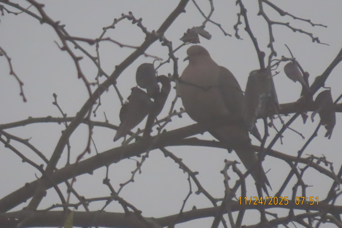 Mourning Dove - ML645832508