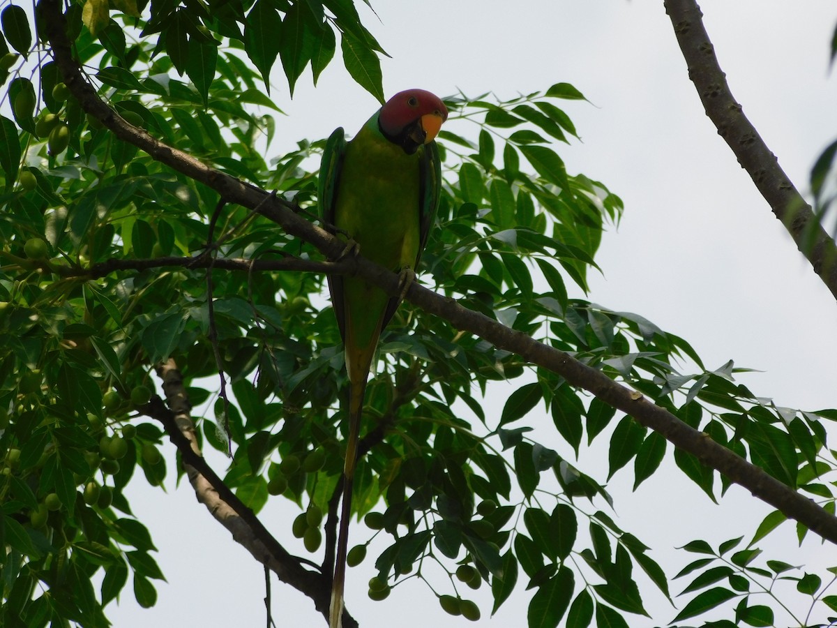 コセイインコ - ML645832509