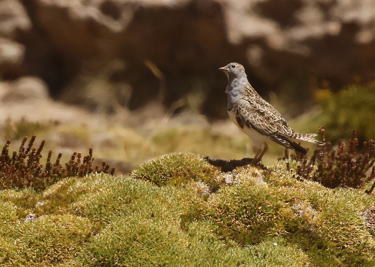Gray-breasted Seedsnipe - ML645832513