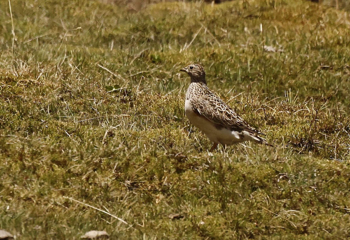 Gray-breasted Seedsnipe - ML645832514