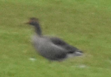 Graylag Goose - ML645832515