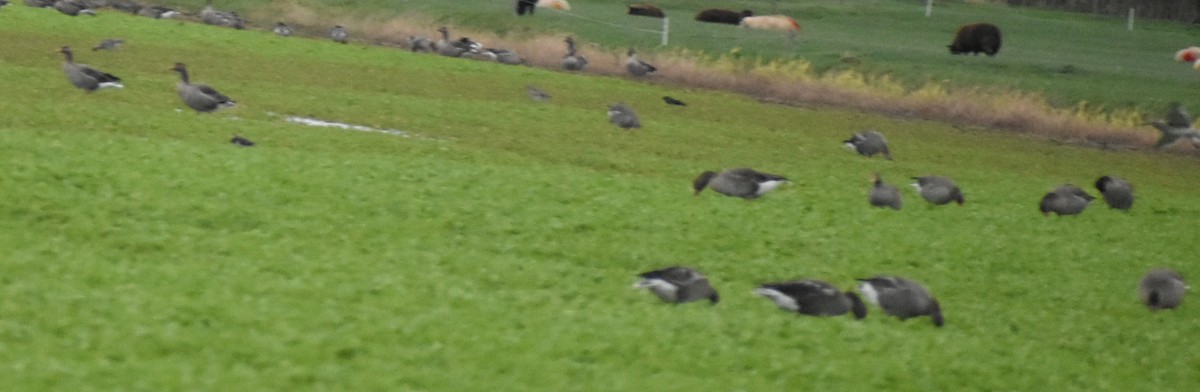 Graylag Goose - ML645832516