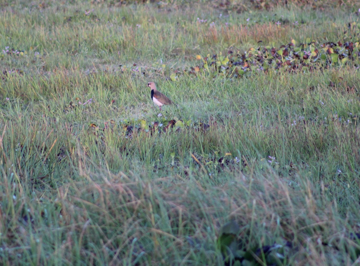 Southern Lapwing - ML645832517