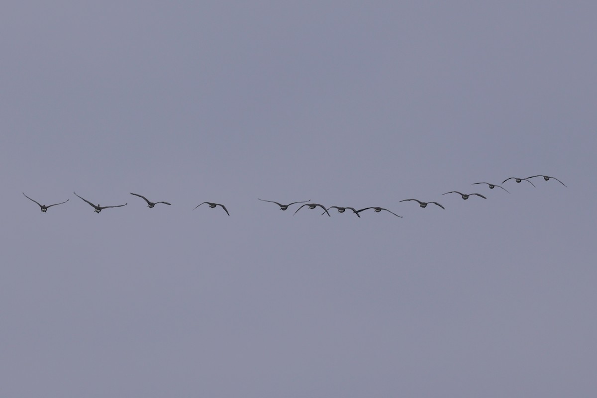 goose sp. - ML645832518