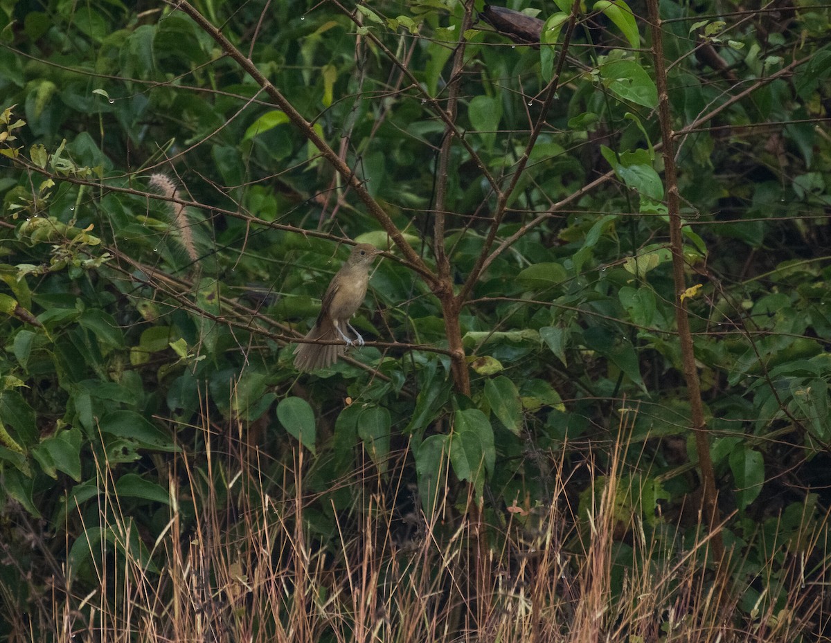 Очеретянка товстодзьоба - ML645832519