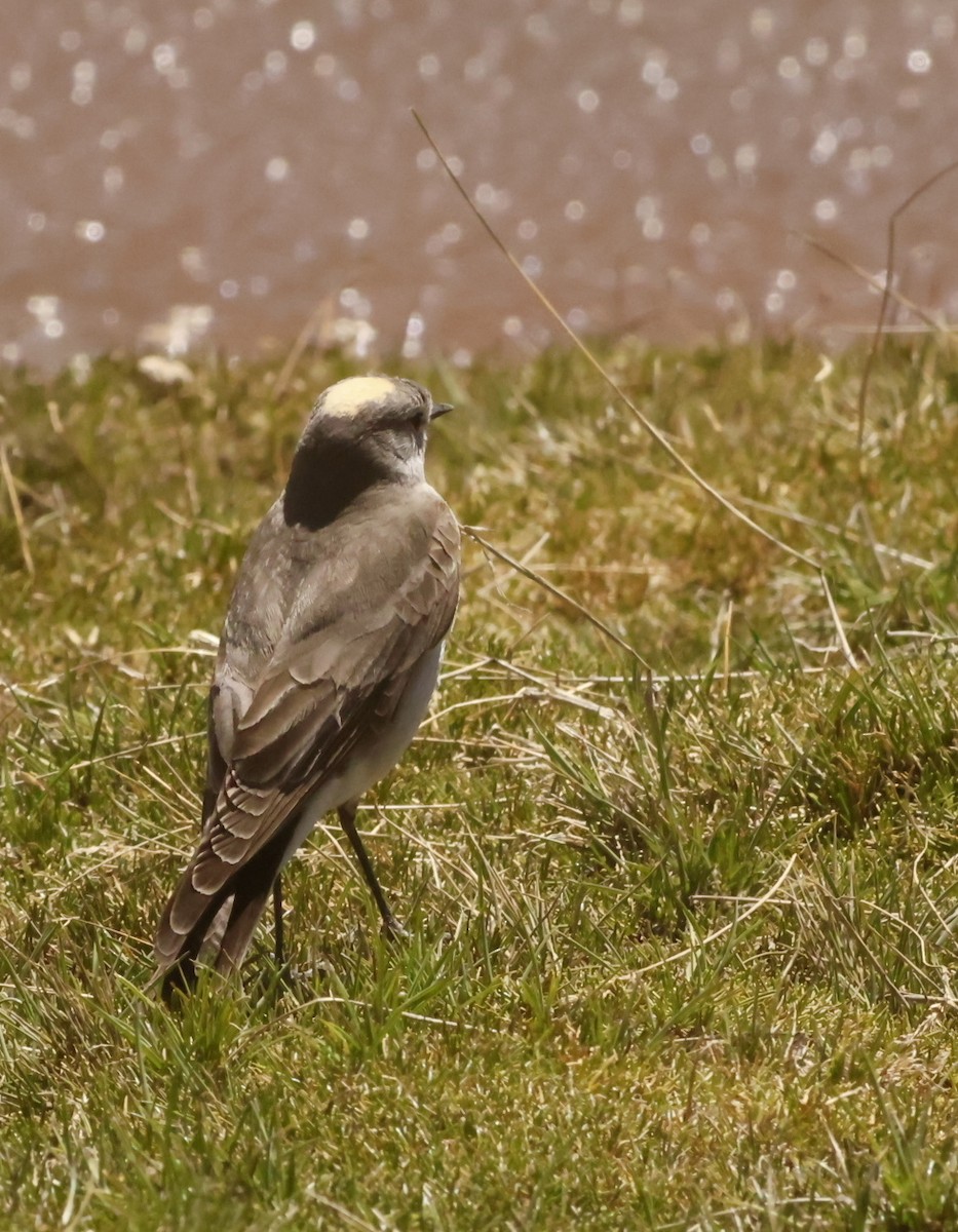 Ochre-naped Ground-Tyrant - ML645832525